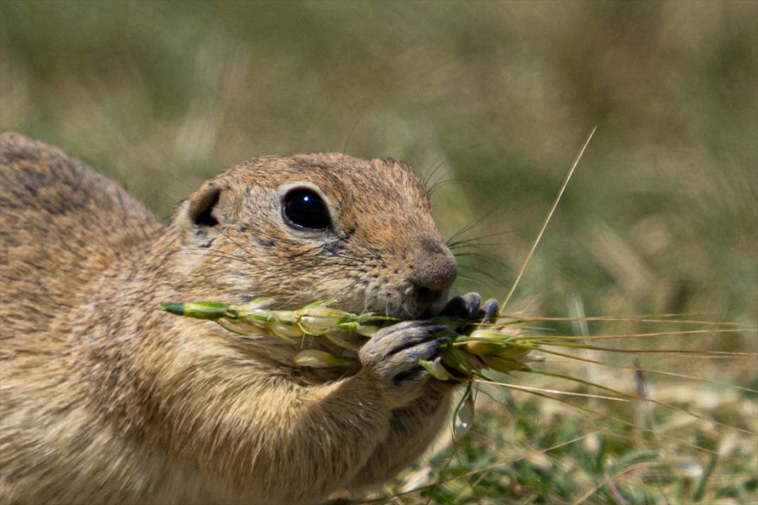 Toprağın verimliliğine katkı sağlayan gelengiler ortaya çıktı 7
